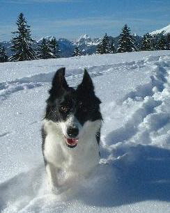 Ronja1