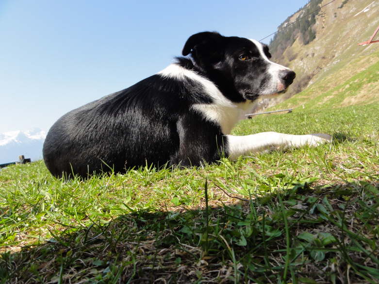 Charly geniesst die herrliche Aussicht