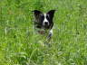 Charly versteckt sich im Gras