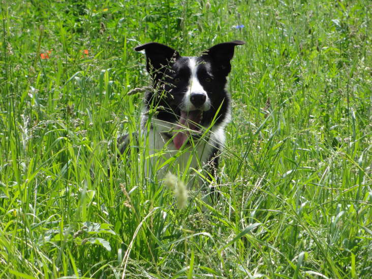 Charly versteckt sich im Gras