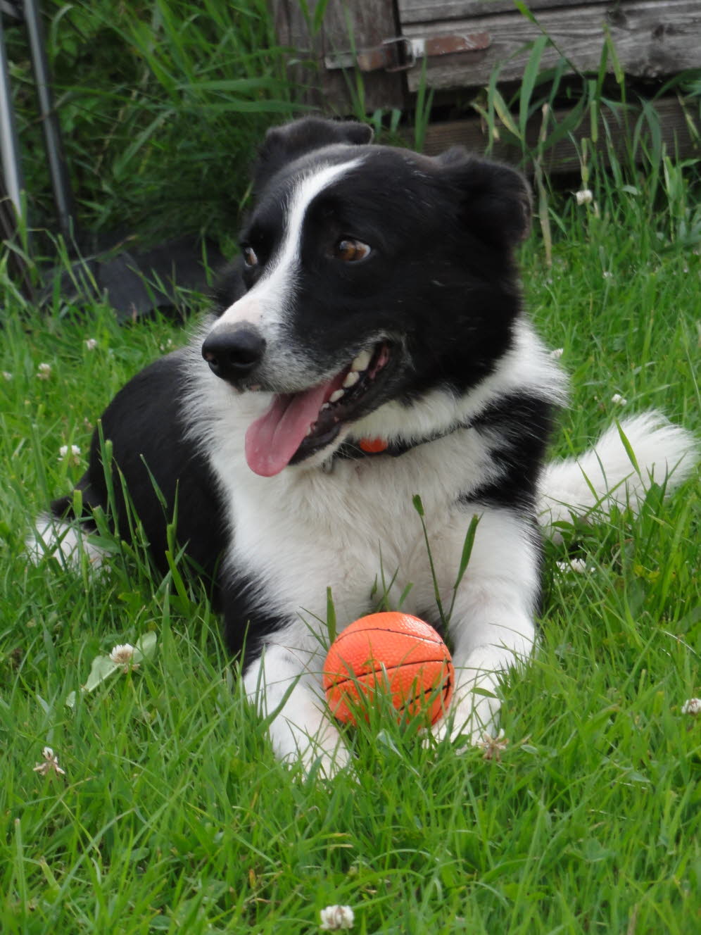 Charly der treue Begleiter und Zuschauer