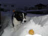 Charly im Schnee