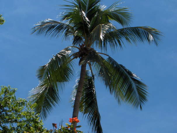 Herrlich unter Palmen