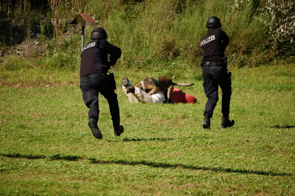 Der Hund bekommt Verstrkung