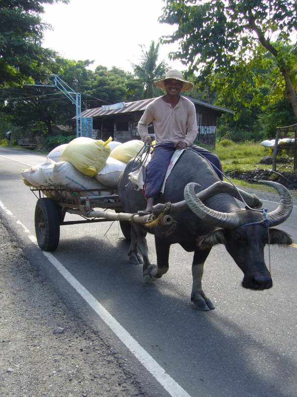 Die Reisbffel bei der Arbeit (Transport und Pflgen)