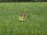 Osterhase gesucht?