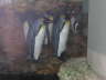 noch mehr Pinguines