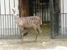 Antilope oder was auch immer, fixiert den Kameramann