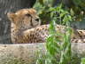 Leoparde am Sonnenbaden