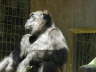 Gorilla im Walde ahm Zoo